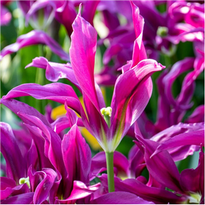 Tulip (Border) 'Purple Doll'. Loose Per 10 Bulbs.